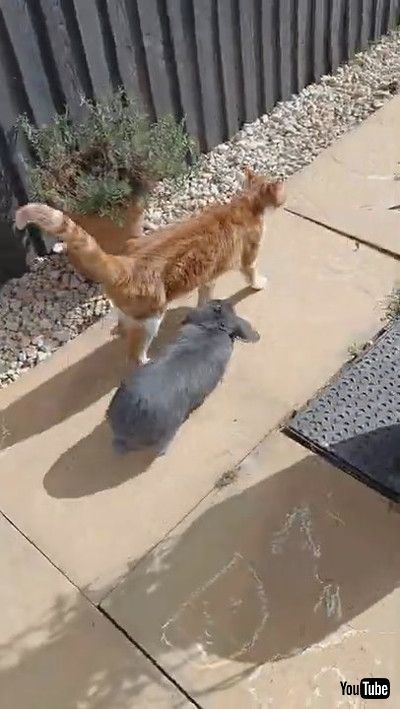 「Bunny Follows Kitty Like a Shadow || ViralHog」