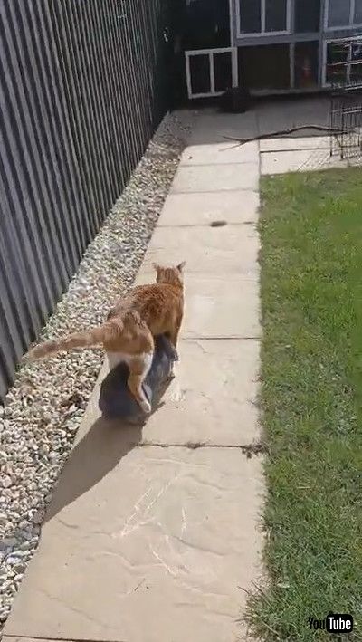 「Bunny Follows Kitty Like a Shadow || ViralHog」