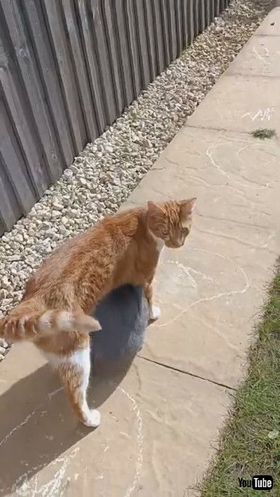 「Bunny Follows Kitty Like a Shadow || ViralHog」