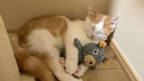 クマさんがお気に入りのホルンくん