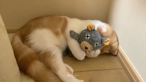 クマさんがお気に入りのホルンくん