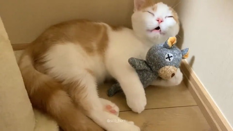 クマさんがお気に入りのホルンくん