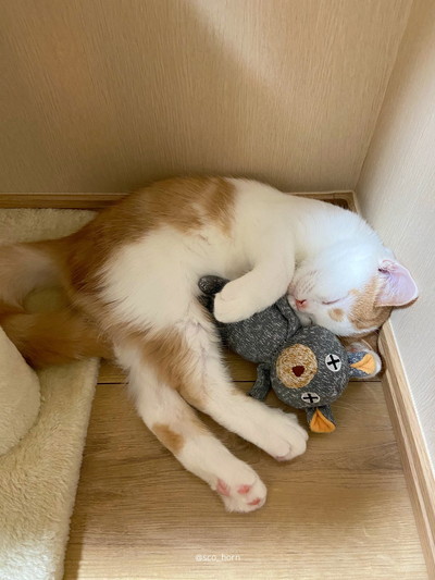 クマさんがお気に入りのホルンくん
