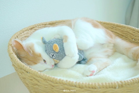 クマさんがお気に入りのホルンくん