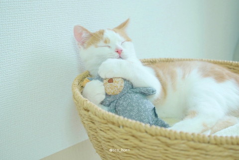 クマさんがお気に入りのホルンくん