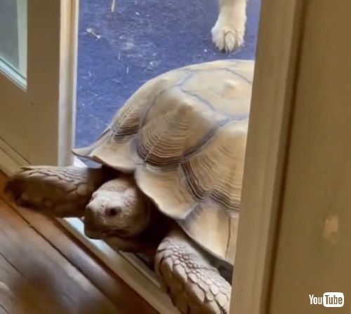 カメ「ただいまー（シャーッ！）」　スライドドアを華麗に開けるリクガメに人間たち驚愕（1/2） | ねとらぼ