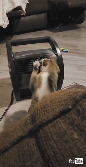 「Cat Battles Cold Airflow || ViralHog」