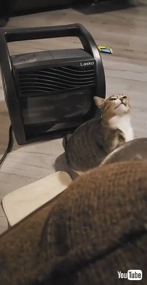 「Cat Battles Cold Airflow || ViralHog」