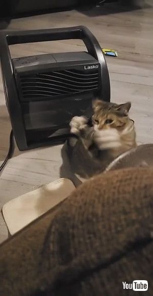 「Cat Battles Cold Airflow || ViralHog」