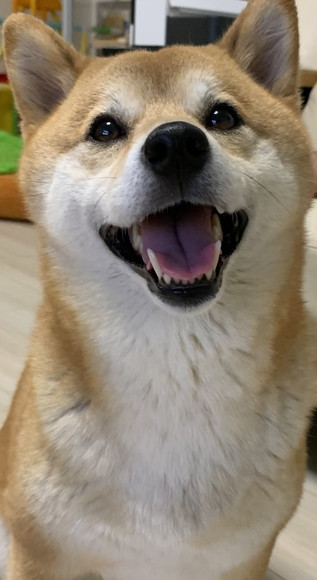 お迎えはなちゃん