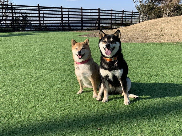 ドッグランでの2匹