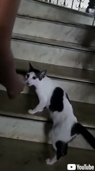 飼い主さんに子猫を見て欲しい母猫