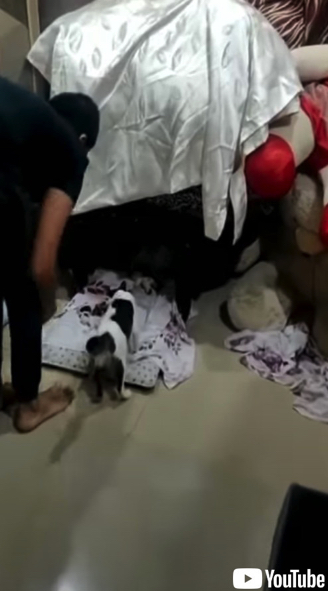 飼い主さんに子猫を見て欲しい母猫