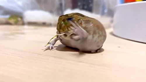 やめてよむつごさん