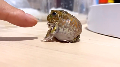 目つぶりむつごさん