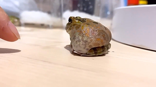 むつごさんのおしり