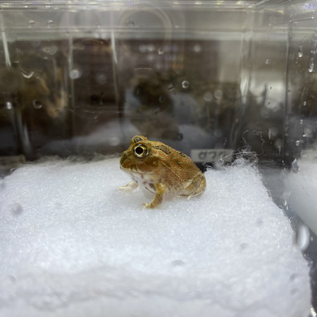 お迎え日のむつごさん