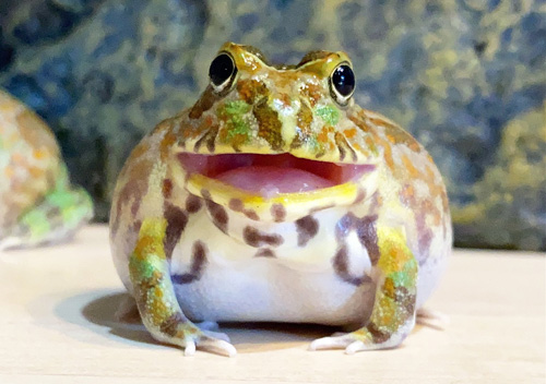 にこにこむつごさん