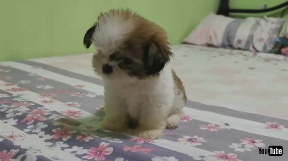 「Dog Dances And Moves Their Head Sideways On Hearing Their Owner Sing - 1172522」