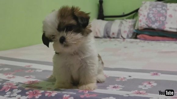 「Dog Dances And Moves Their Head Sideways On Hearing Their Owner Sing - 1172522」