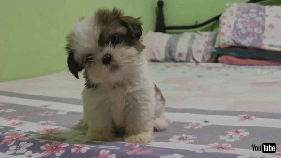 「Dog Dances And Moves Their Head Sideways On Hearing Their Owner Sing - 1172522」