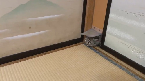 ドゥルンと出てくる猫ちゃん