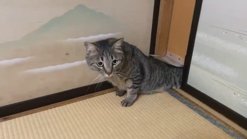 ドゥルンと出てくる猫ちゃん