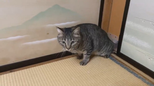 ドゥルンと出てくる猫ちゃん