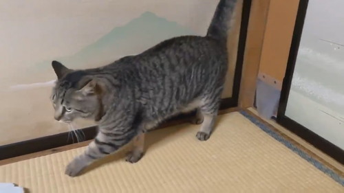 ドゥルンと出てくる猫ちゃん
