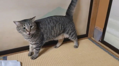 ドゥルンと出てくる猫ちゃん
