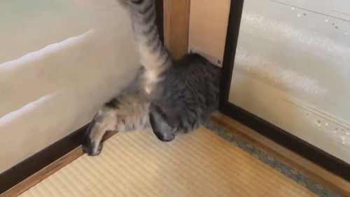 ドゥルンと出てくる猫ちゃん