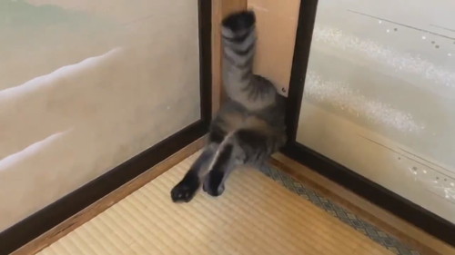ドゥルンと出てくる猫ちゃん