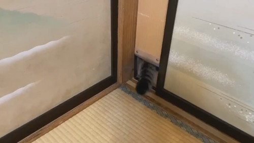 ドゥルンと出てくる猫ちゃん