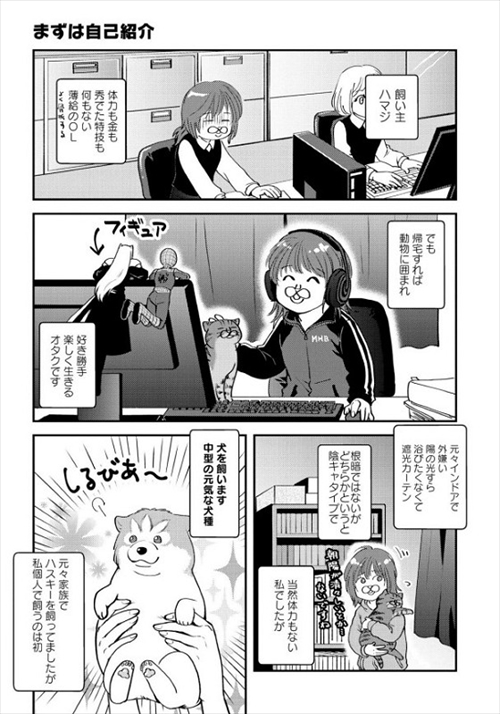 猫とハスキーとハマジ