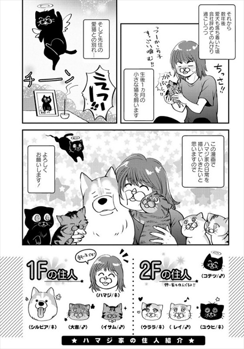 猫とハスキーとハマジ