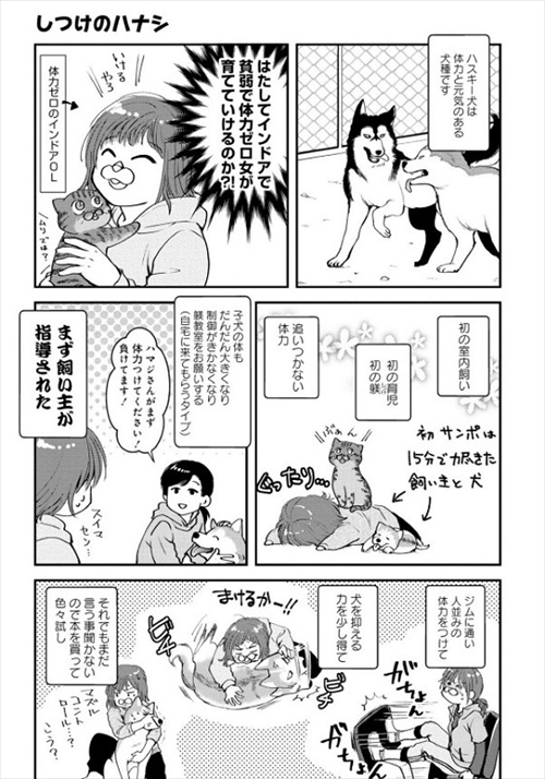 猫とハスキーとハマジ