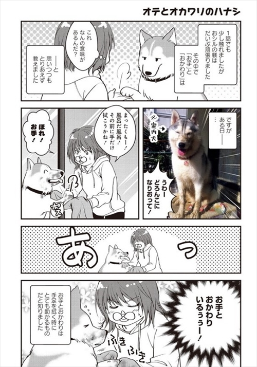 猫とハスキーとハマジ