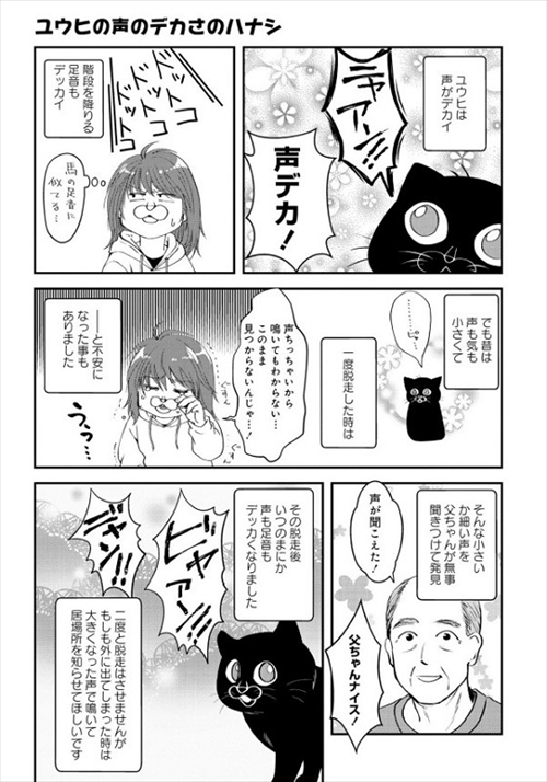 猫とハスキーとハマジ