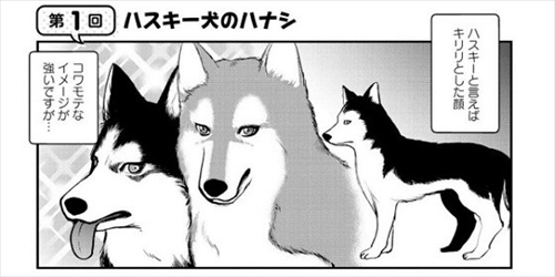 猫とハスキーとハマジ