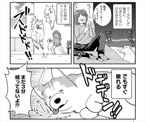 猫とハスキーとハマジ