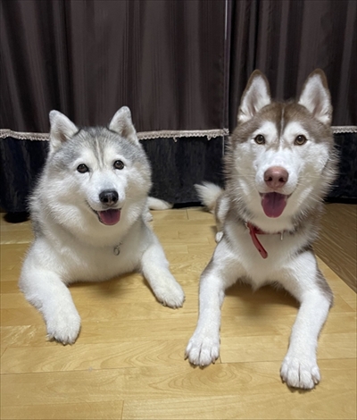 猫とハスキーとハマジ