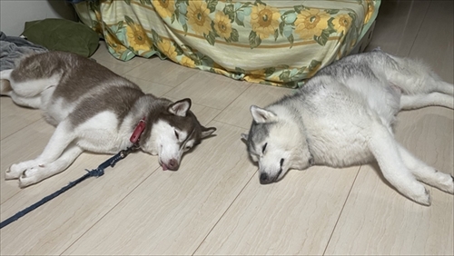 猫とハスキーとハマジ