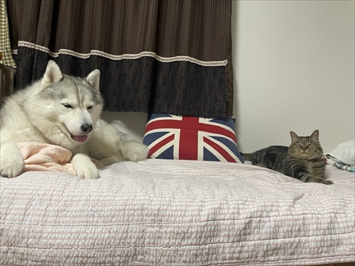 猫とハスキーとハマジ