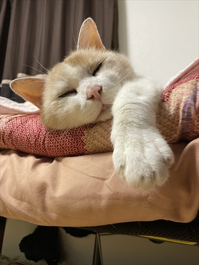 猫とハスキーとハマジ