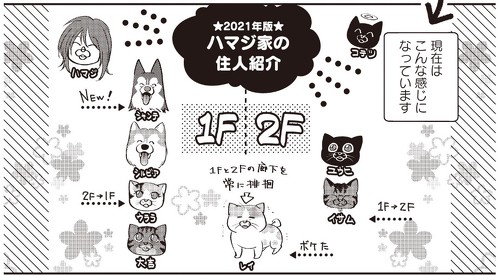 猫とハスキーとハマジ