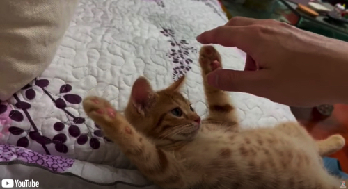 飼い主さんに肉球マッサージしてもらう子猫