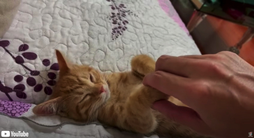 飼い主さんに肉球マッサージしてもらう子猫