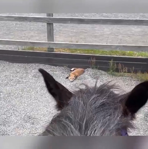 おすすめ
