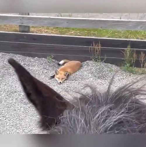 馬場のキツネさんややアップ