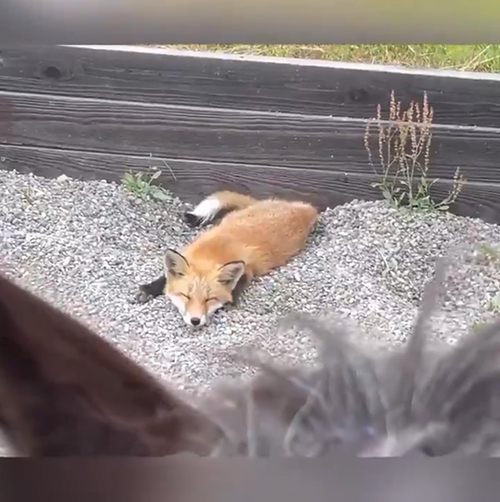 馬場のキツネさんもっとアップ